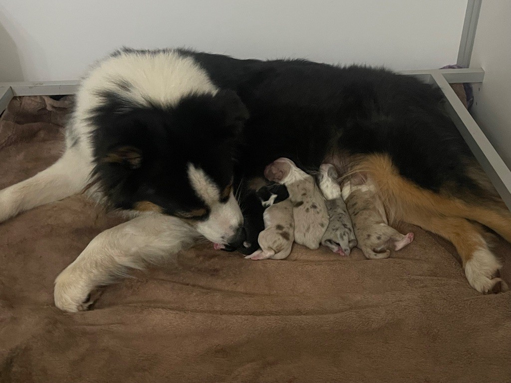 chiot Berger Australien Des Austra'liens Du Coeur De Provence