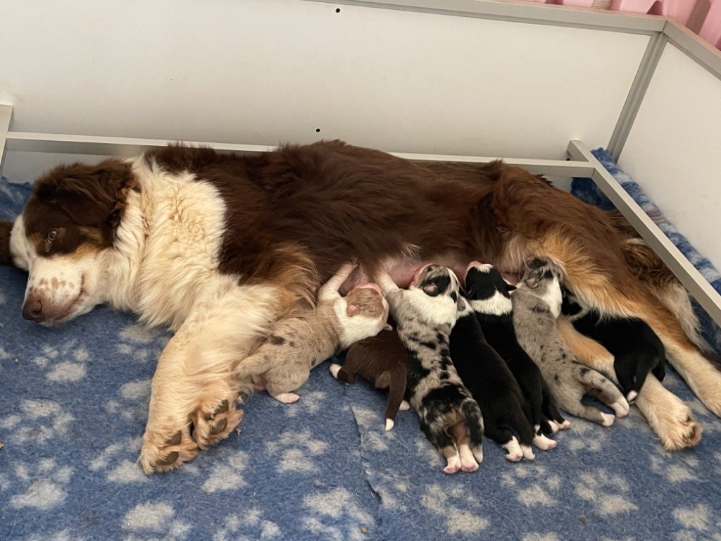 chiot Berger Australien Des Austra'liens Du Coeur De Provence