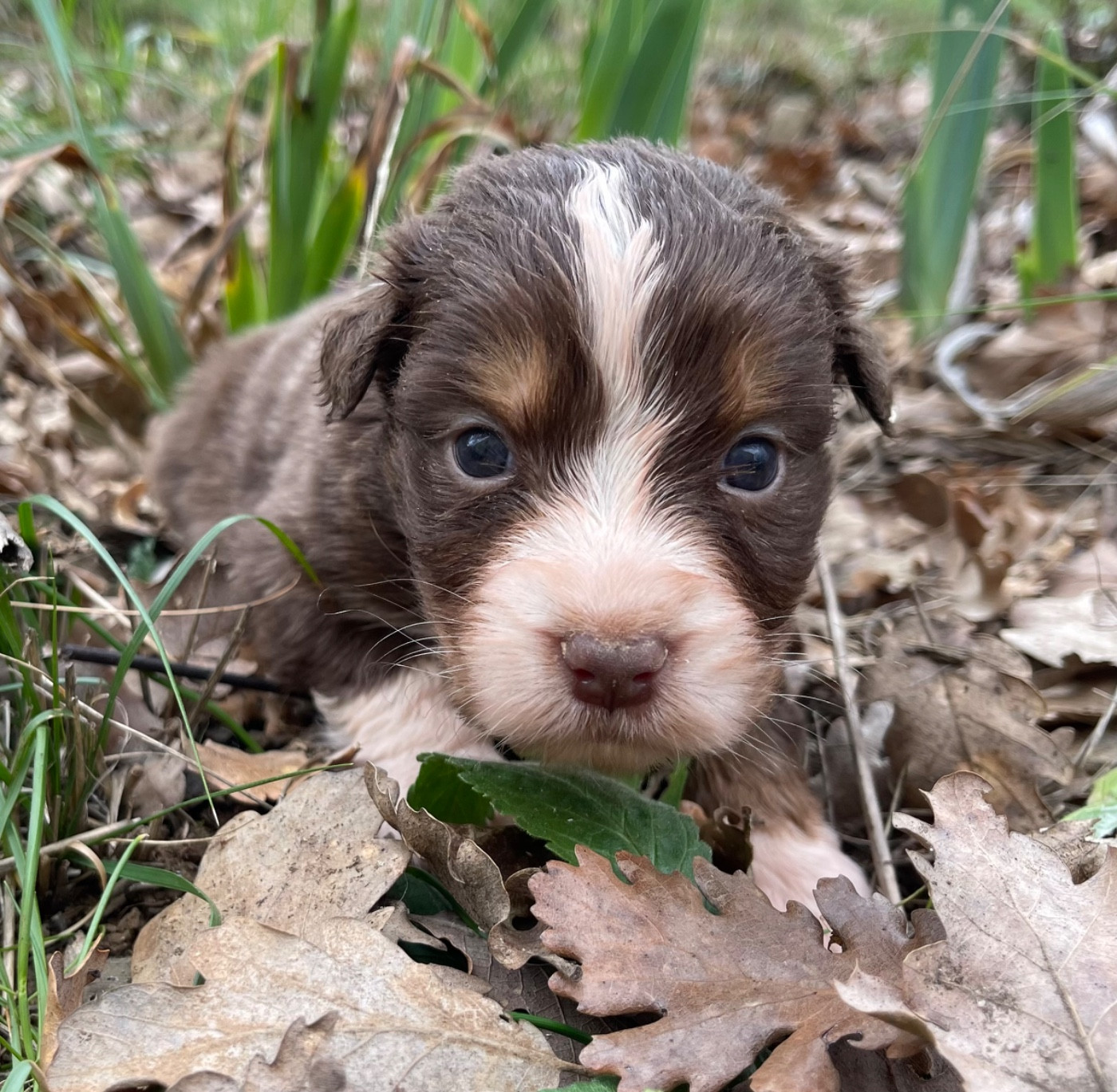 Des Austra'liens Du Coeur De Provence - Chiots disponibles - Berger Australien