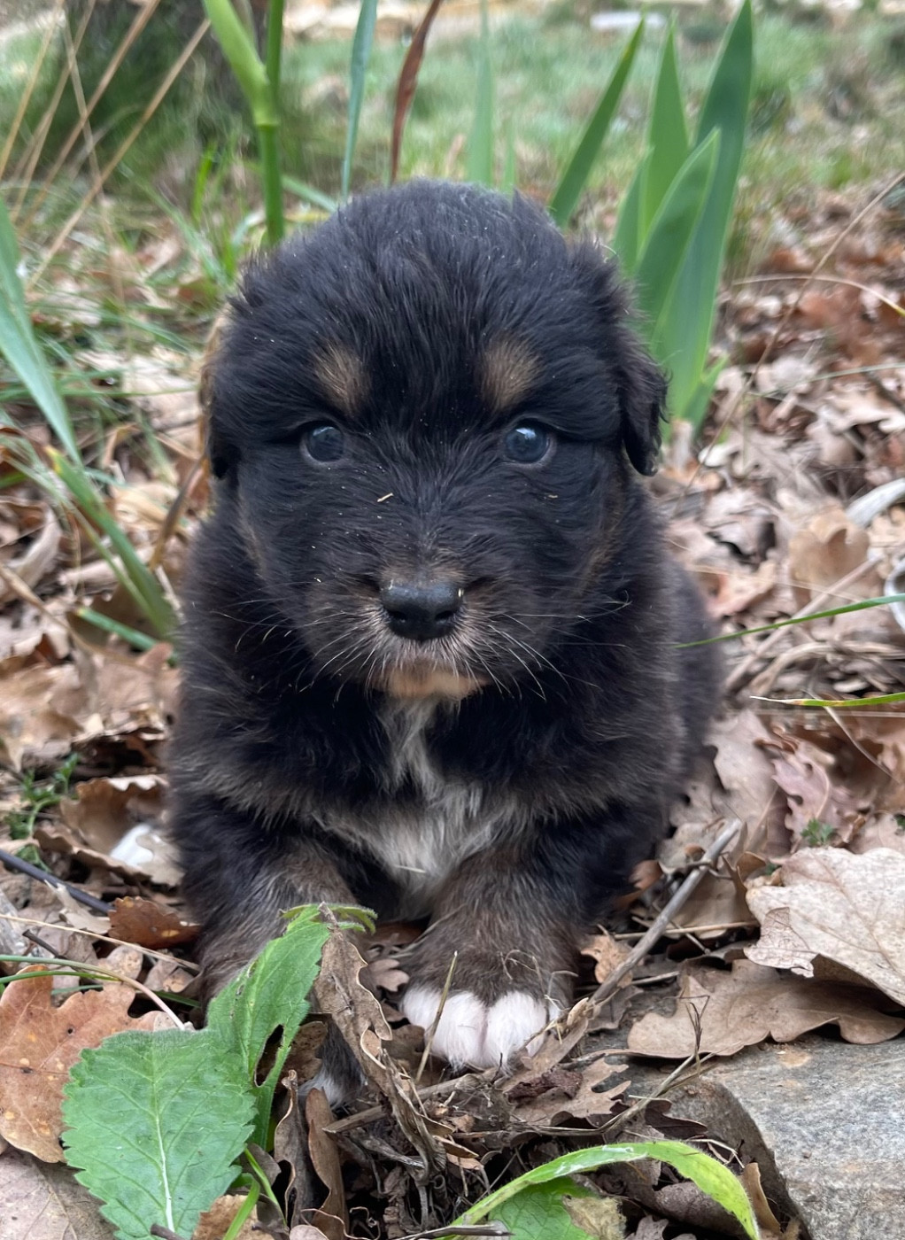 Des Austra'liens Du Coeur De Provence - Chiots disponibles - Berger Australien