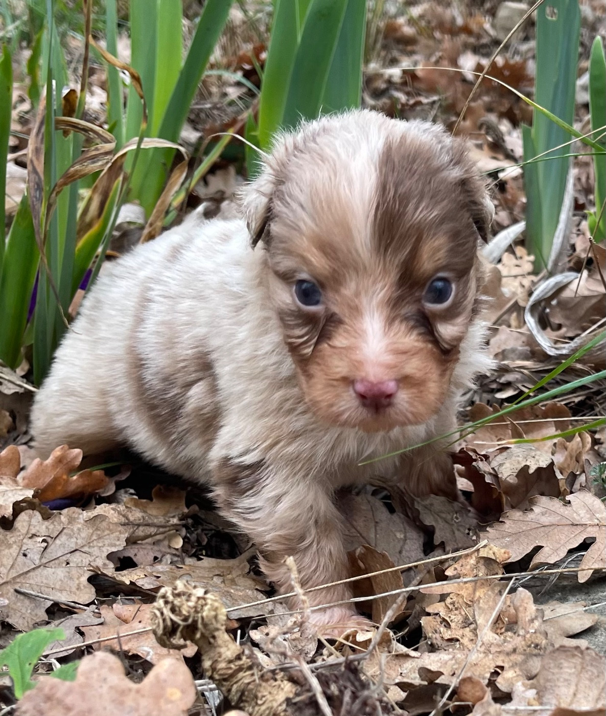 Des Austra'liens Du Coeur De Provence - Chiots disponibles - Berger Australien