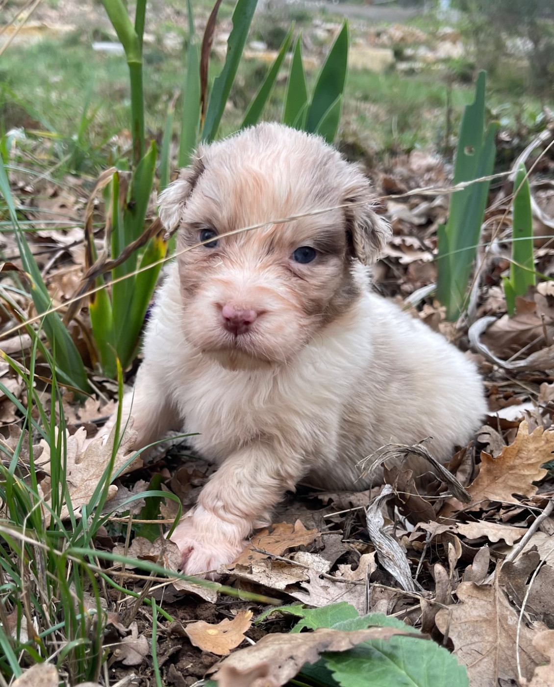 Des Austra'liens Du Coeur De Provence - Chiots disponibles - Berger Australien