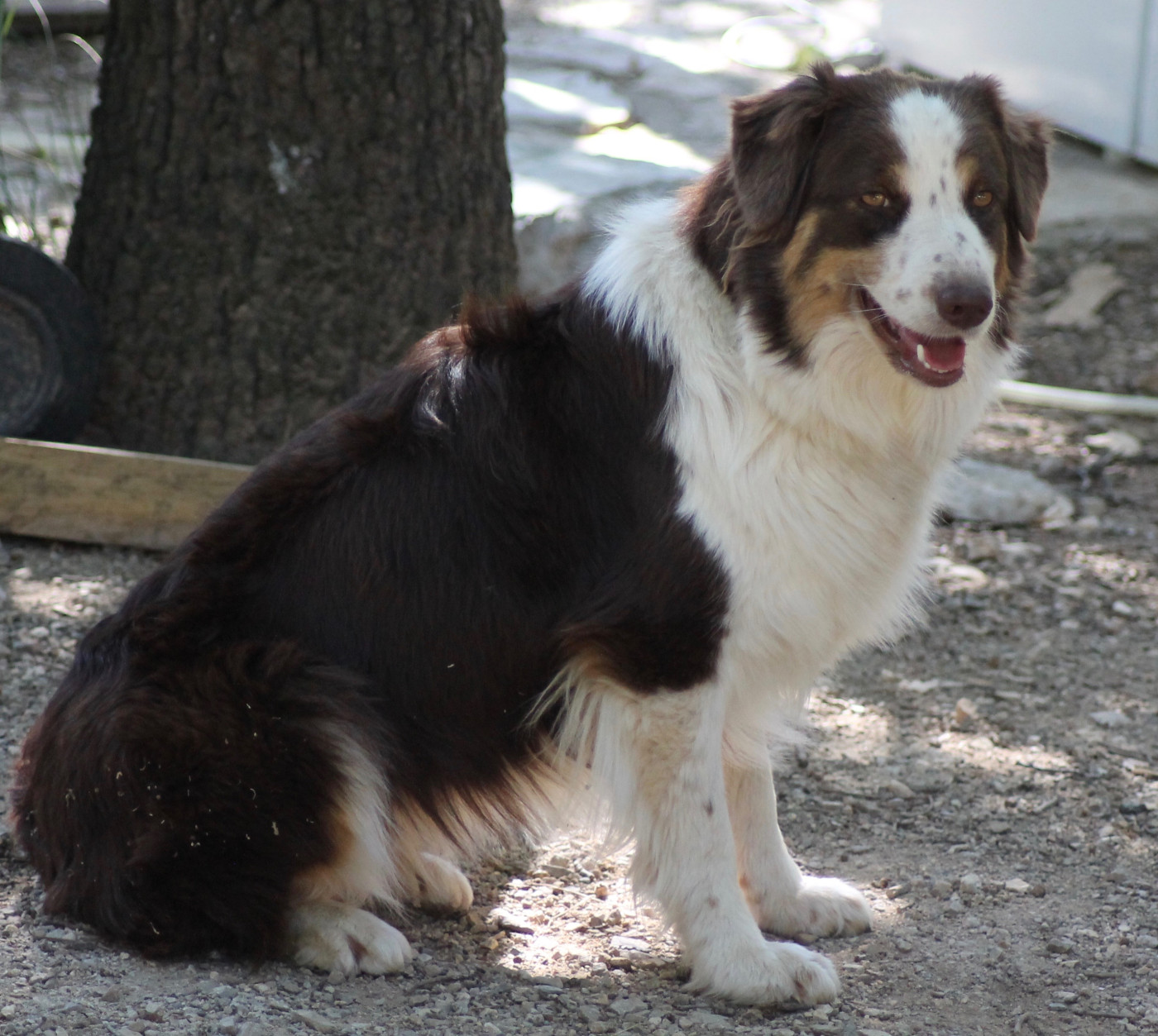 Chiot Berger Australien Des Austra'liens Du Coeur De Provence