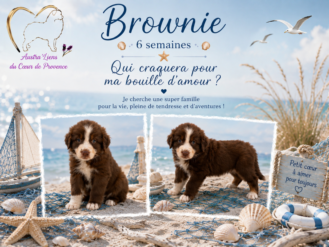 Des Austra'liens Du Coeur De Provence - Chiots disponibles - Berger Australien