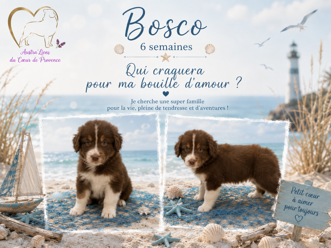 Des Austra'liens Du Coeur De Provence - Chiots disponibles - Berger Australien