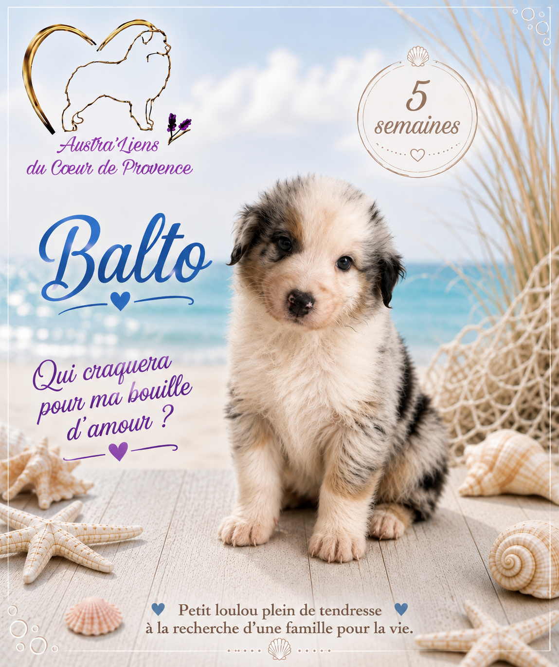 Des Austra'liens Du Coeur De Provence - Chiots disponibles - Berger Australien