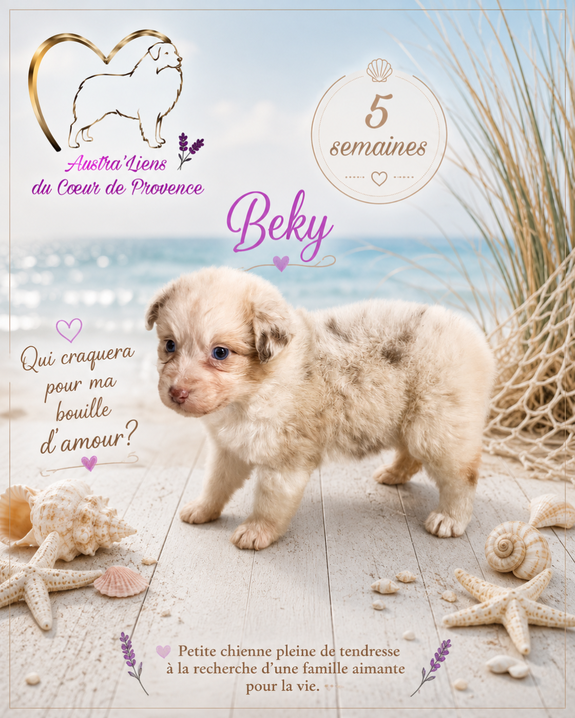 Des Austra'liens Du Coeur De Provence - Chiots disponibles - Berger Australien
