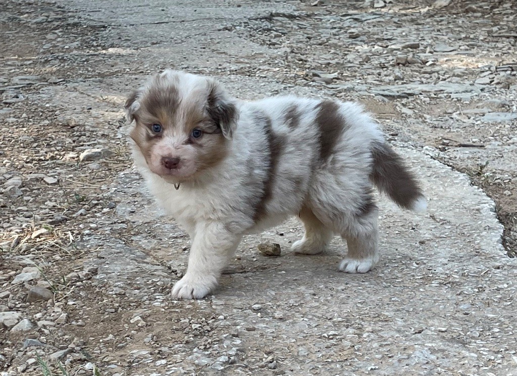 Des Austra'liens Du Coeur De Provence - Chiots disponibles - Berger Australien